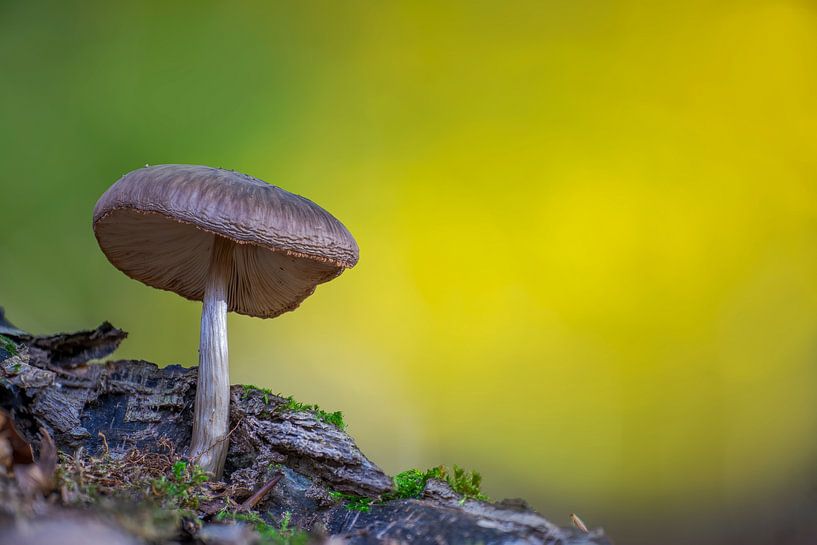Mushroom growing on a mossy tree trunk by Mario Plechaty Photography