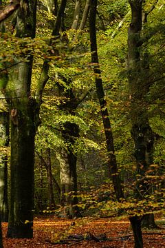 Autumn Walk by SusanneV