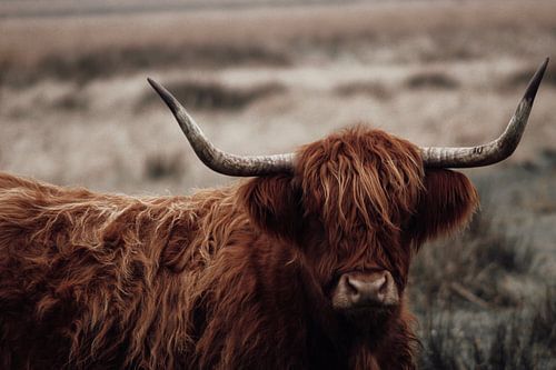 Schottischer Highlander in freier Wildbahn von PhotographIris