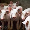 Gruppe junge Ferkel auf dem Bauernhof von Ger Beekes