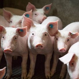 Gruppe junge Ferkel auf dem Bauernhof von Ger Beekes