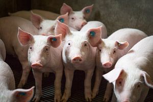 Gruppe junge Ferkel auf dem Bauernhof