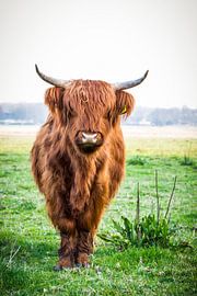 the scottish highlander by Anjo ten Kate