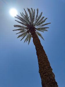 Palmboom in Egypte