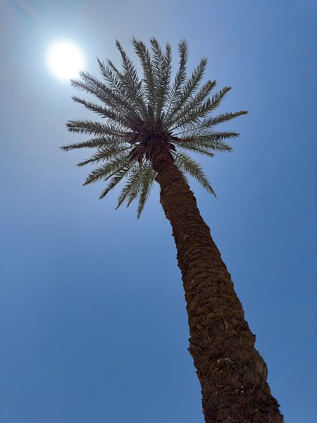 Palmboom in Egypte van Jeroen Berendse
