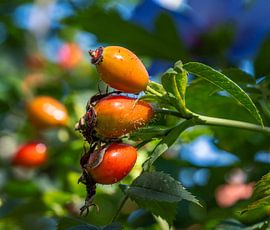 Orange Rosehip Macro by ManfredFotos