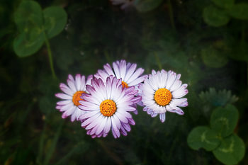 Blumen im Garten