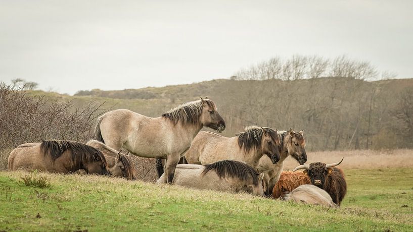 Konik paarden op natuurgebied Lentevreugd van Dirk van Egmond
