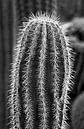 Cactus van artpictures.de thumbnail