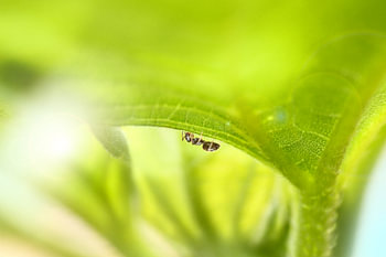 Ant