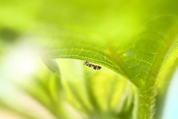 Ant van Michelle Zwakhalen