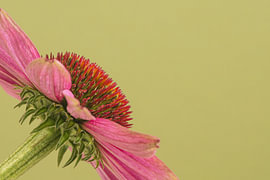 Groen met een roze bloemetje! van Marjolijn van den Berg