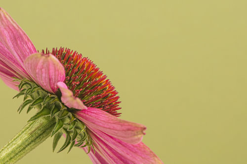 Green with a little pink flower!
