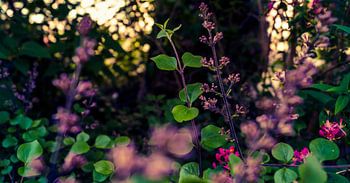 Roze bloemen