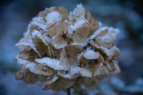 Hortensia in de sneeuw