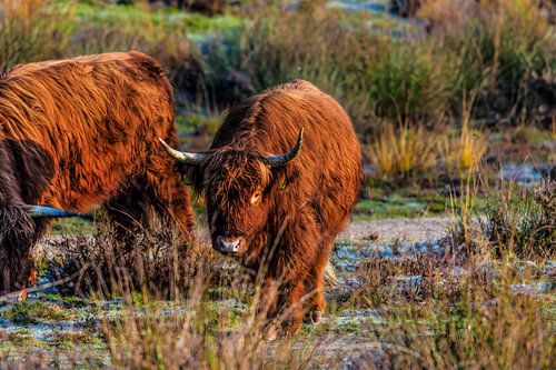 Les Highlanders écossais