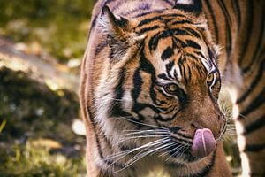 Portrait d'un tigre de Sumatra
