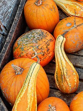 Ornamental Gourds And Pumpkins