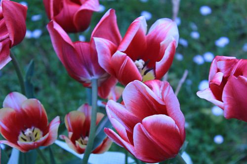 Tulpen