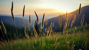 Droom van de grasspriet