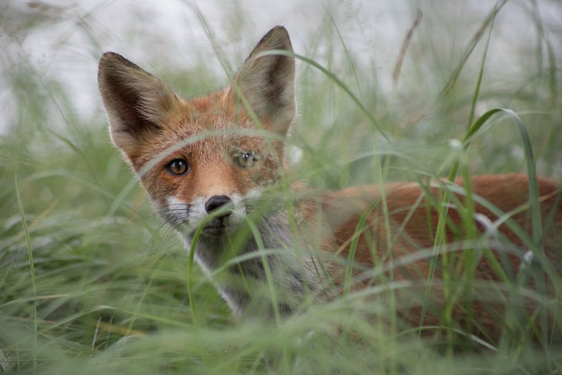Hide and seek by Steffie van der Putten