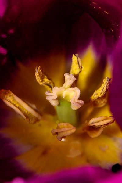 Das Innere einer roten Tulpe von Gerard de Zwaan