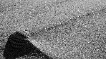 Schelp op het strand