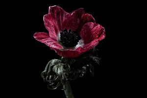 Belle fleur rouge dans une nature morte