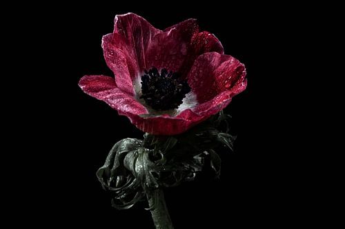 Mooie rode bloem als stilleven