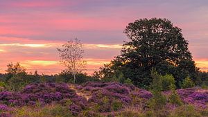Sonnenaufgang über dem lila Heidekraut in den Bakkeveen-Dünen