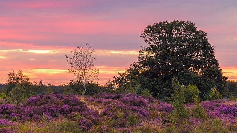 Zonsopkomst over de paarse hei in de Bakkeveense Duinen van Henk Meijer Photography
