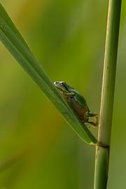 Auf dem Weg zur Sonne. von GB73Photography