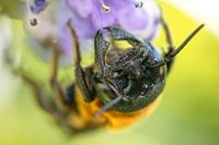 Giant bee face