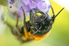 Reuze bijengezicht van Franck m.