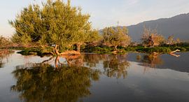 Reflection of trees in the smooth and calm waters of Lake Kerkini, Northern Greece