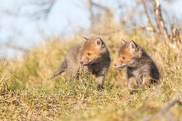 Vos | Twee nieuwsgierige jonge vosjes in de duinen van Servan Ott