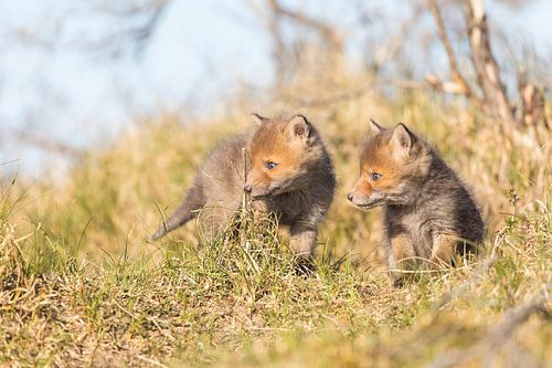 Nature | Deux jeunes renards curieux dans les dunes sur Servan Ott