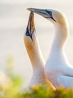 cuddling gannet