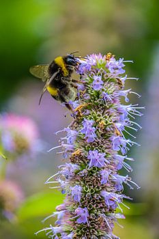 Bourdon sur une fleur