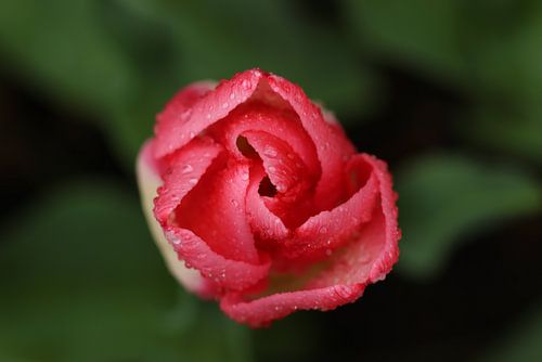 Regen op een tulp
