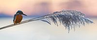 IJsvogel - Winteravond