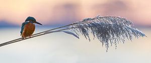Eisvogel panorama