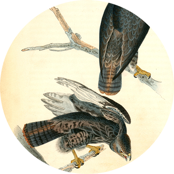 Harlan's Buzzard., Audubon, John James, 1785-1851, Buizerd