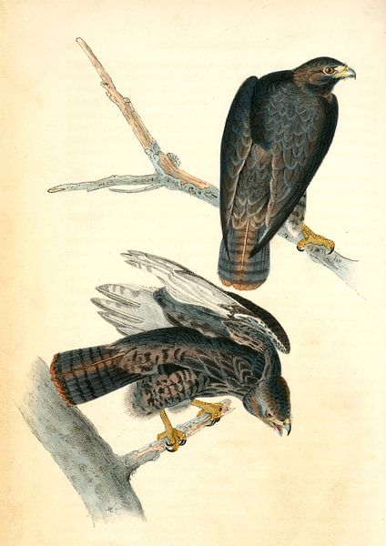 Harlan's Buzzard., Audubon, John James, 1785-1851, Buizerd van Liszt Collection