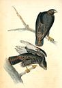 Harlan's Buzzard., Audubon, John James, 1785-1851, Buizerd van Liszt Collection thumbnail