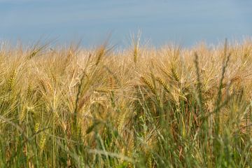 Zomer! van Evelien Heuts-Flachs