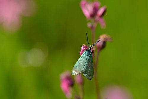 Zuring Groene Weduwe