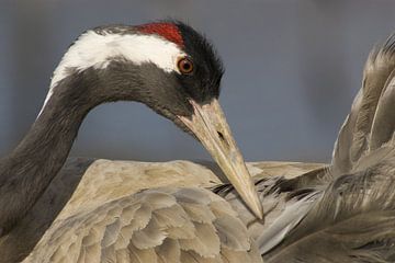 Europese Kraanvogel volwassen poetsend van AGAMI Photo Agency