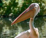 Portrait of eime pelican by ManfredFotos thumbnail
