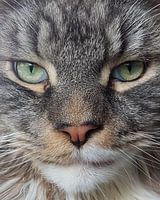 Close up Maine Coon